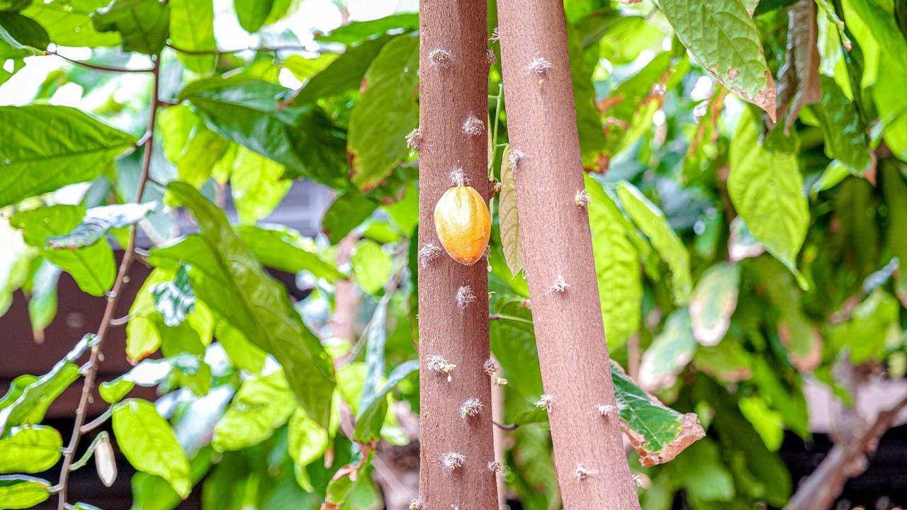 Plants in greenhouse