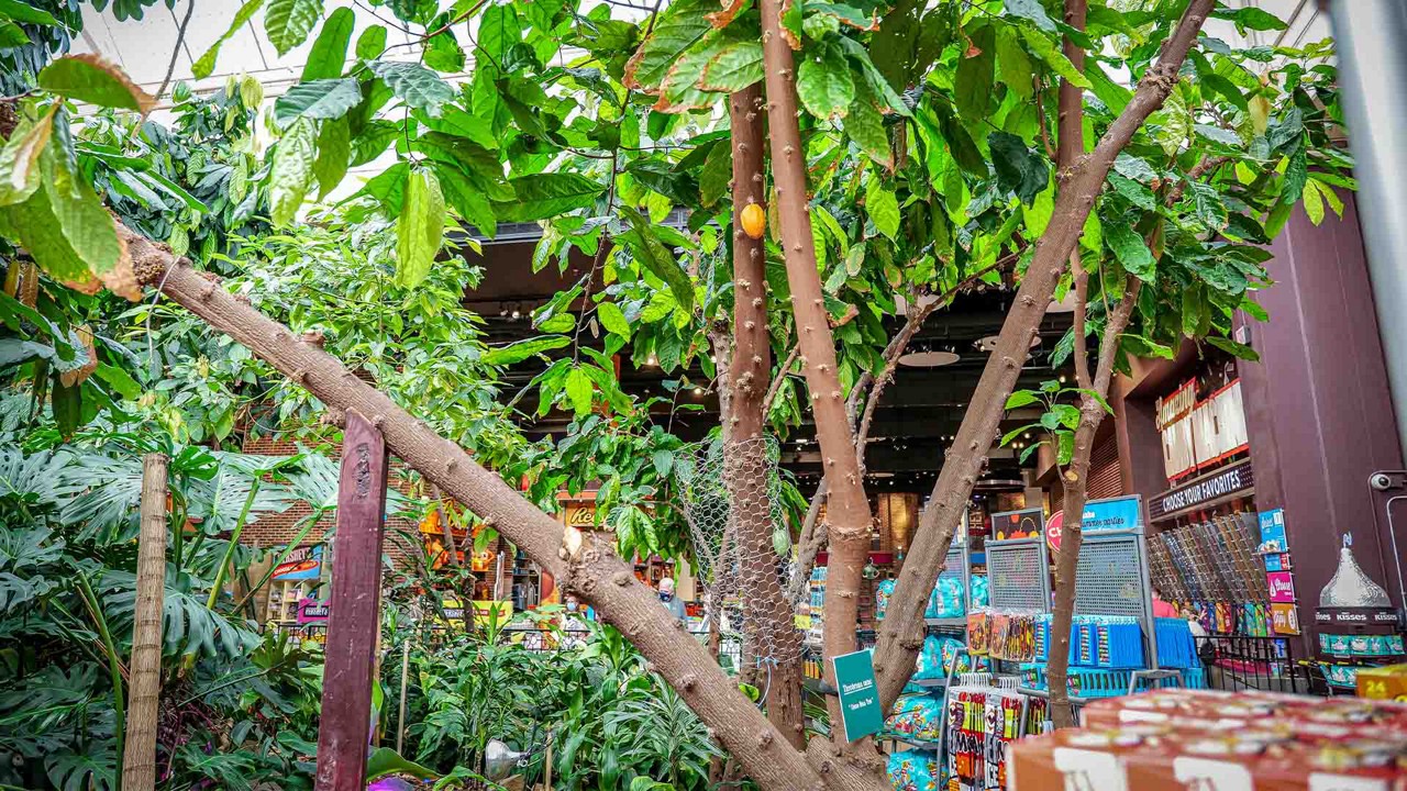 Plants in greenhouse