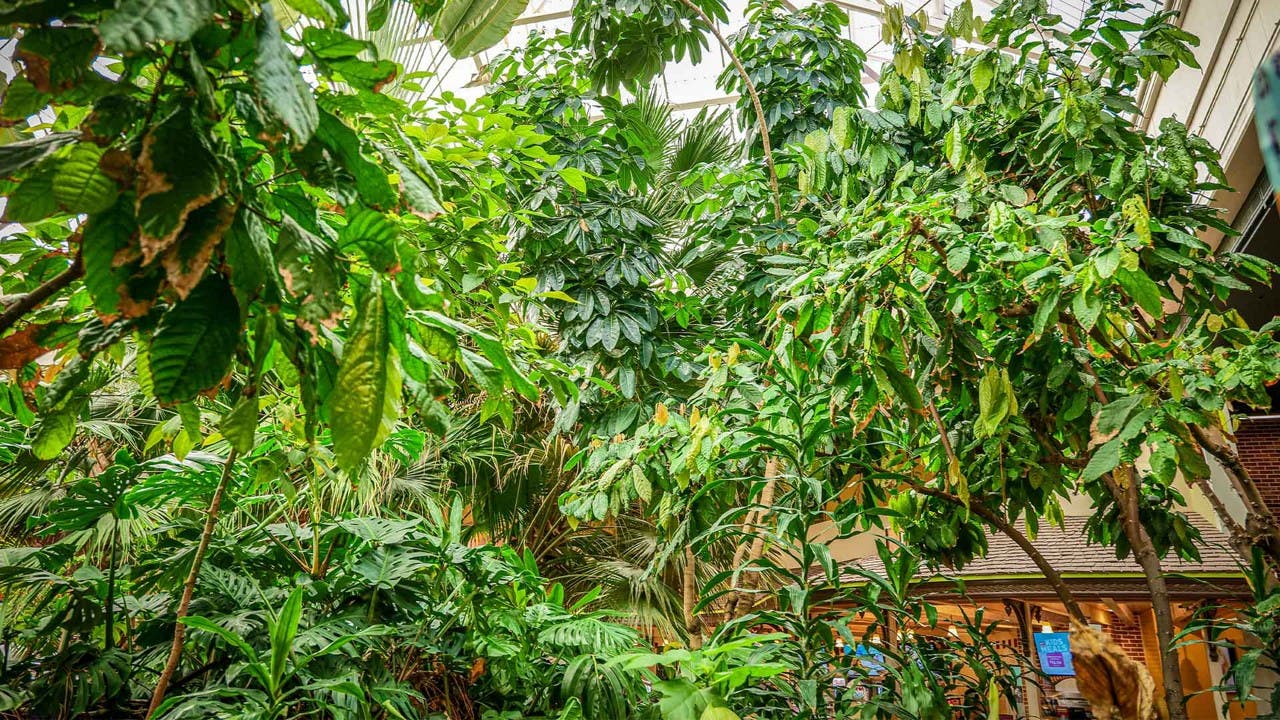 Plants in greenhouse