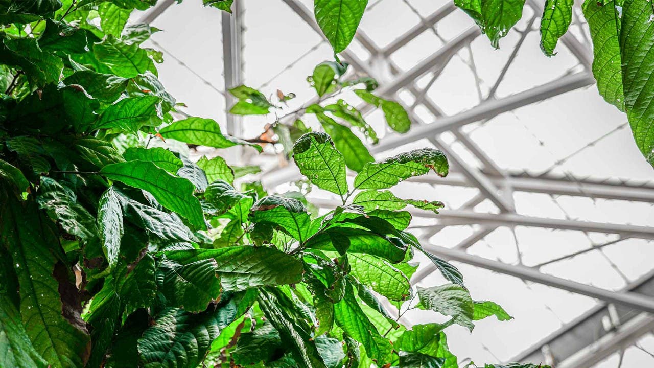 Plants in greenhouse