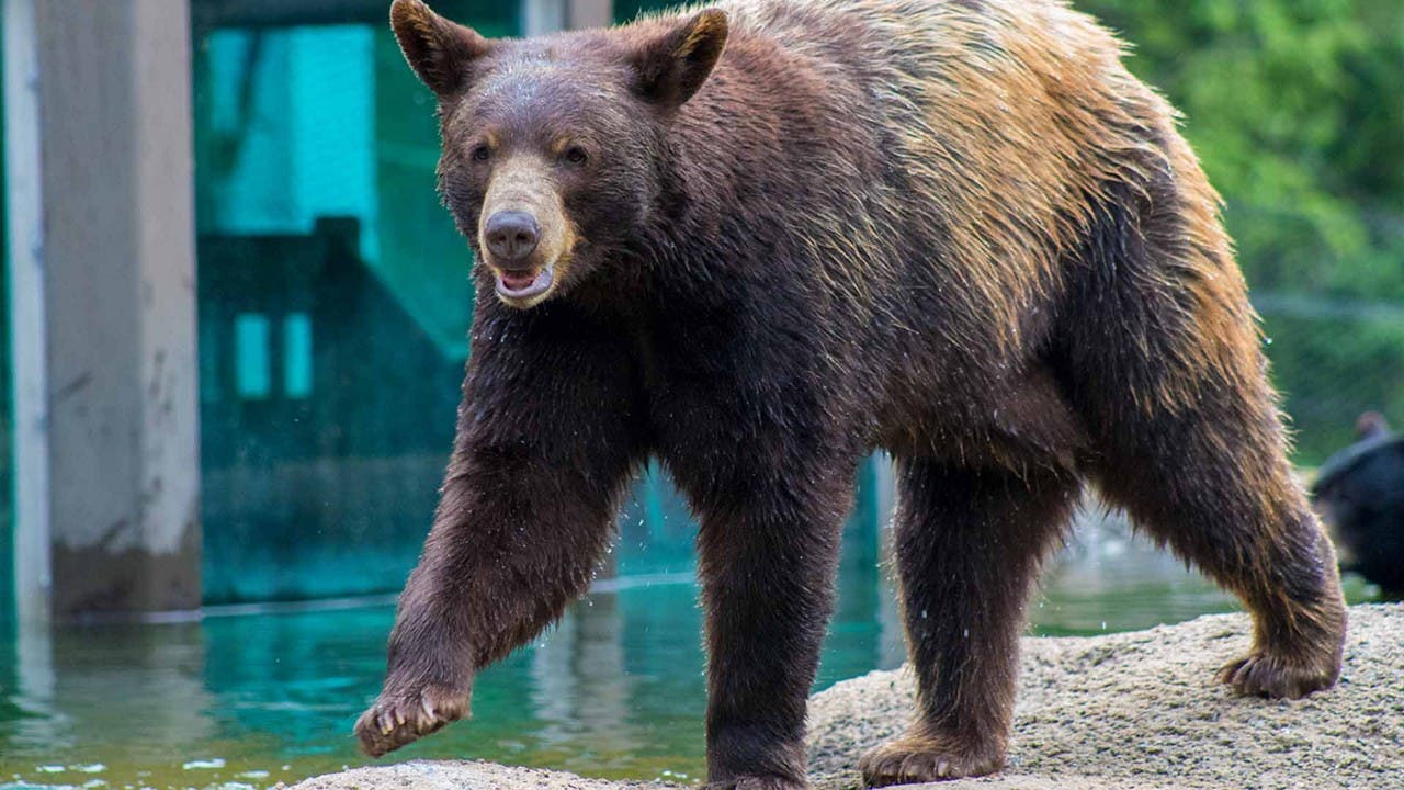 Bear Walking